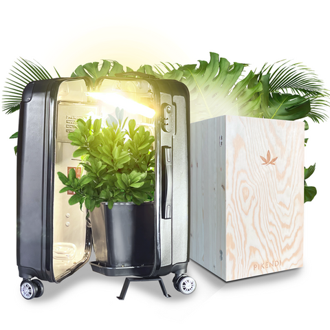Mini Grow Boxes by Bonsanto